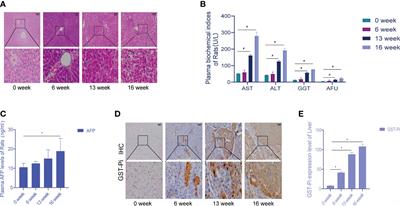 The intervention effect of Aitongxiao prescription on primary liver cancer rats was evaluated based on high-throughput miRNA sequencing and bioinformatics analysis